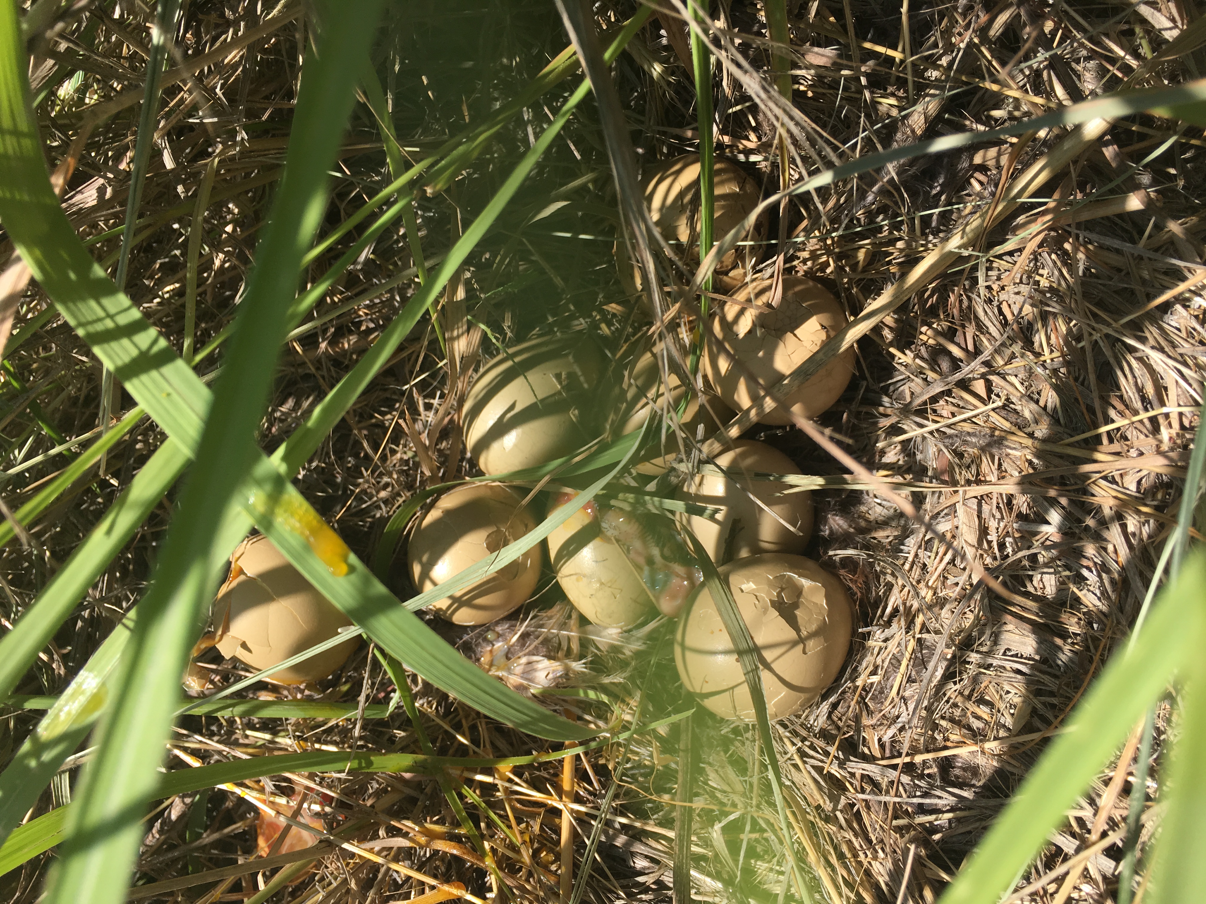 Grasslands bird eggs