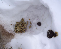 pellets in winter roost