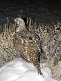 Hen with transmitter in winter