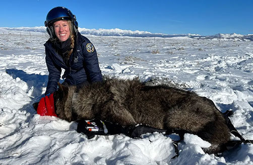 Ellen Brandell in snow with collared wolf