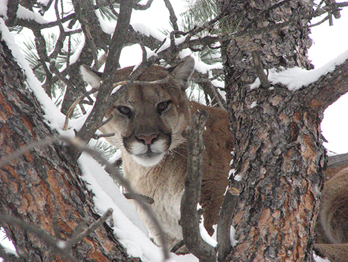 Mountain lion in tree with heavy snow