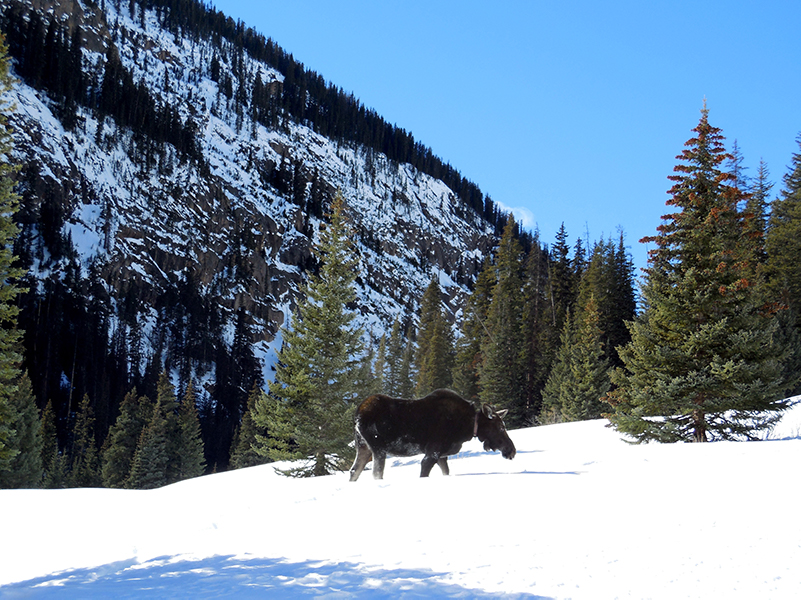 Moose walking in snow