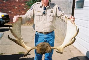 The antlers of a bull moose poached out of season in the Vail area. The carcass was found on the morning of Sept. 29th, 2003.