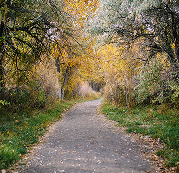 Trail with foliage