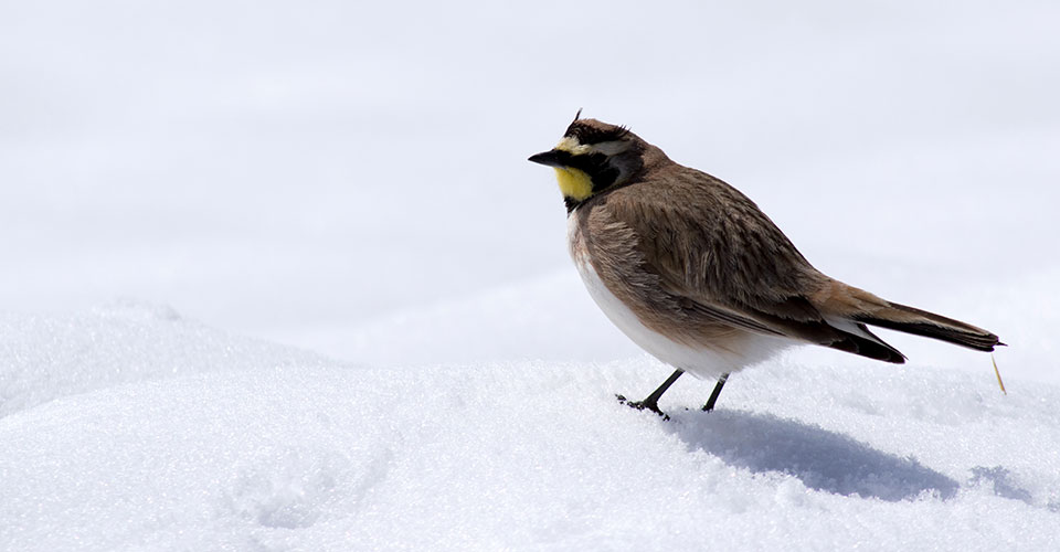 Horned lark bird in winter snow by Tony Gurzick.