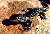 Tiger salamander. Photo courtesy of the USFWS.