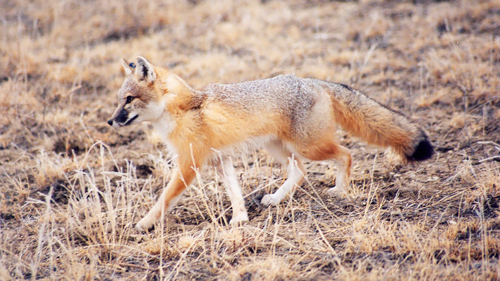 Colorado Parks Wildlife Swift Fox Conservation Team