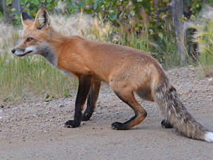 Red fox on side of dirt road