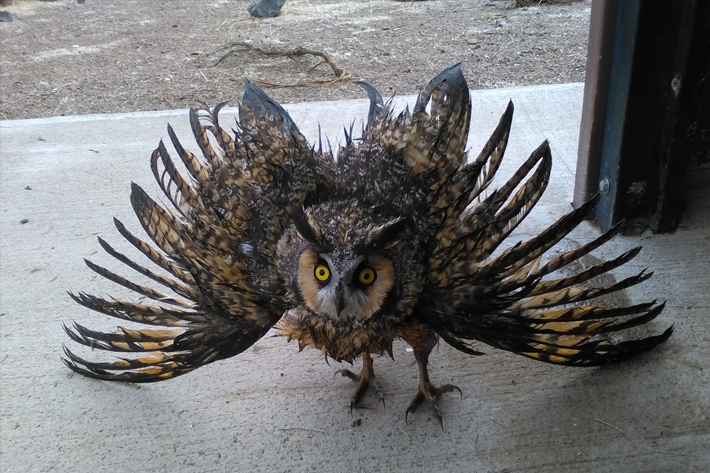 Long Eared Owl Defensive Posture Photo  Photo Courtesy of BLM (Lakeview District Office, OR)