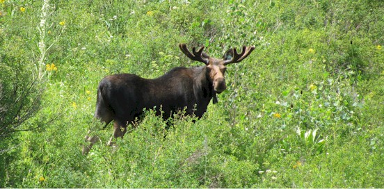An alert moose; photo by CPW