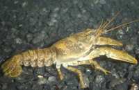 Large, aggressive crayfish found in Colorado lake could threaten