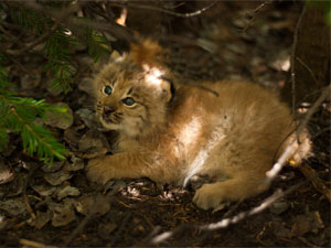 Lynx kitten.