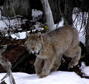 A mother lynx (YK00F11) watches warily as her kittens are evaluated by CPW Biologists.