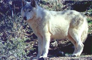 Wolf, credit Loyse Hinkle