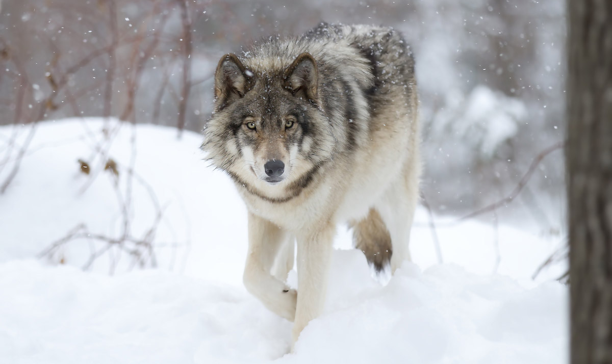 Colorado Parks & Wildlife - Wolves in Colorado FAQ