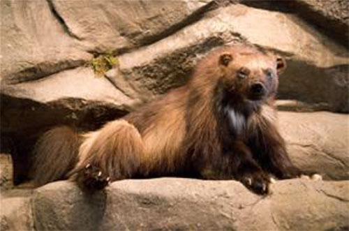 Colorado Parks & Wildlife - Wolverine Identification Guide