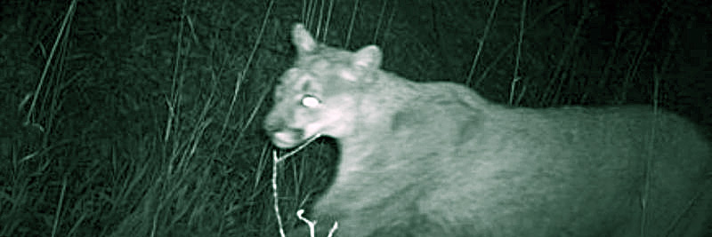 Mountain lion photo from trail camera