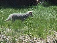 Coyote stalking a mouse