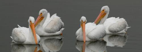 Pelicans at Jackson Lake