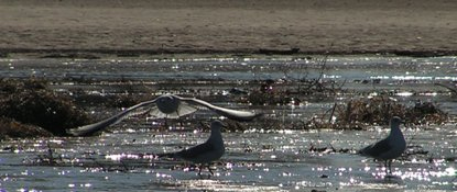 Jackson Lake seagulls