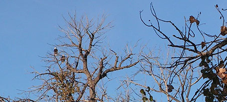 Bald eagles in tree
