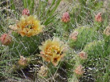 Prickly pear cactus blooms