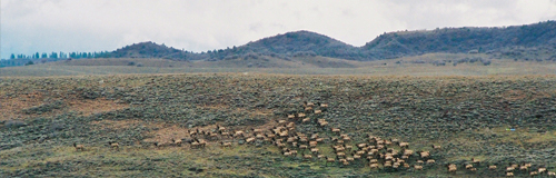 A long distance photo of an elk herd on a hillside.