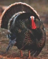 Merriam's turkey