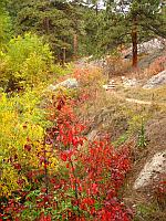 Foliage at Arthur's Rock Trail