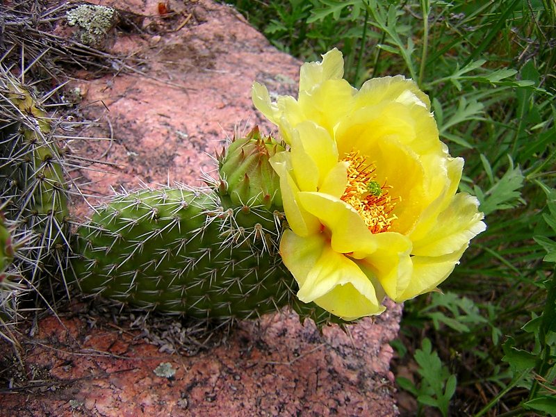 Pickly Pear Cactus
