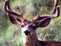 Mule Deer Buck in Velvet
