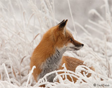 Fox lying in snow covered grass