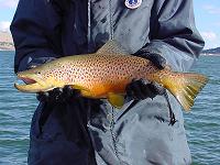 Brown trout spawner