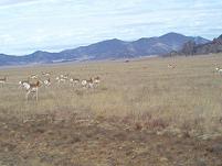 Pronghorn herd