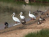White pelicans with geese