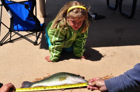 Little girl watches as parent measures fish
