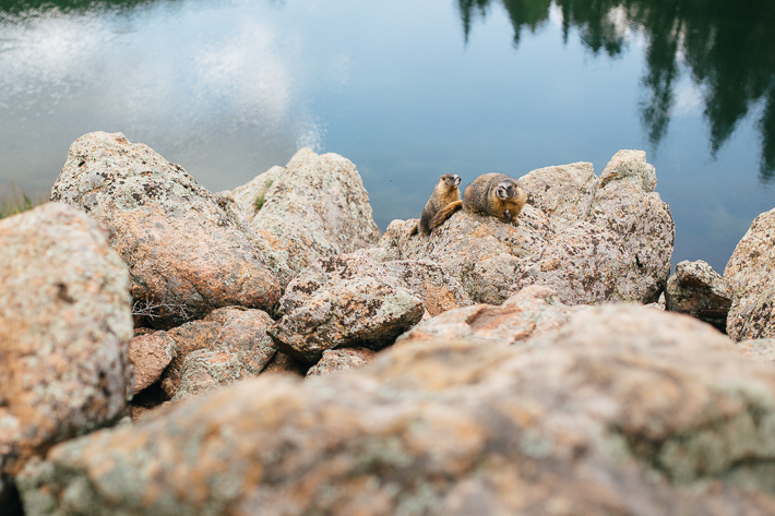 Marmots at Elk Falls Pond