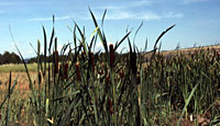 Mixed Grass Prairie