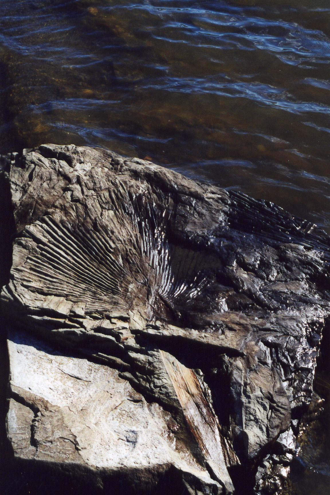 Shell fossil in rock