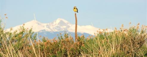 Meadow Lark Perched on a Plant