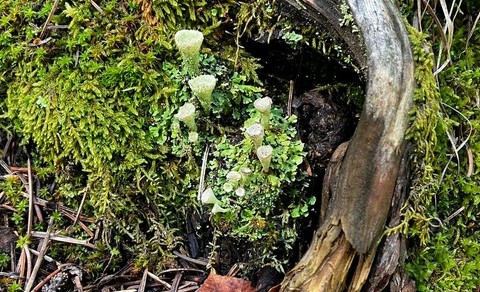 Apothecia blooming on lichen in the forest floor.