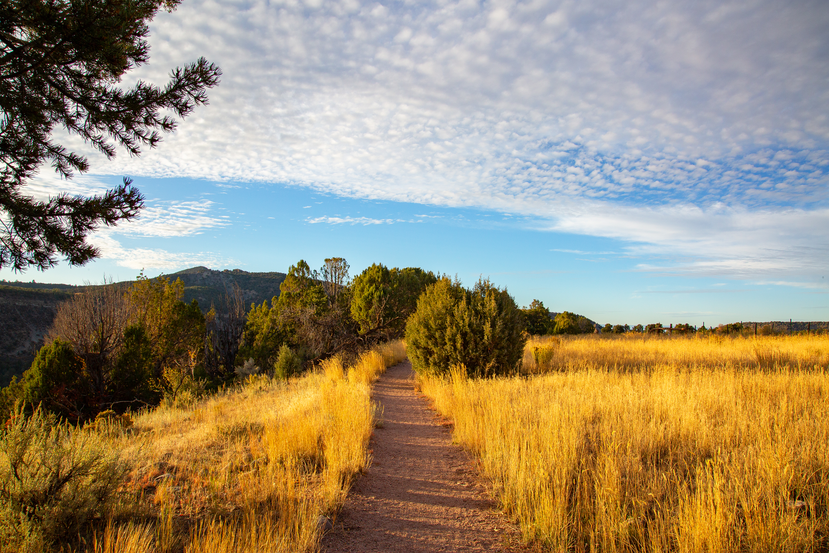 Gold glowing tall grasses on sides of Ridgway State Park trail. Used 2026 for Fresh Air Friday campaign.