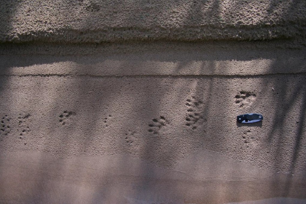 2026 Year of the Otter Campaign - Otter tracks in sand.