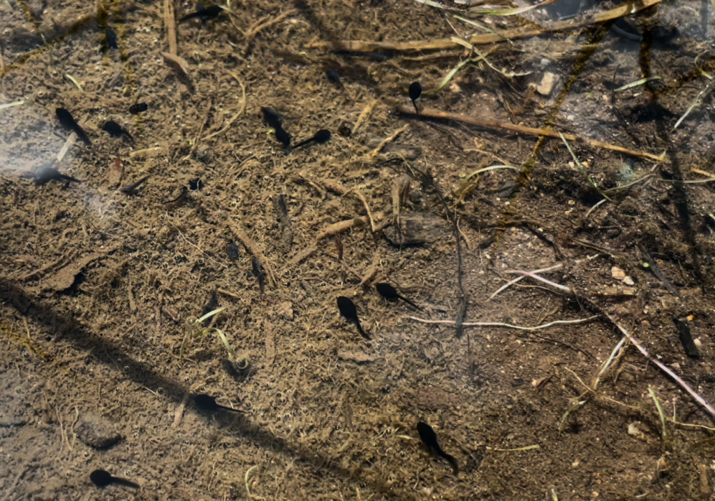 This image pulled from video shows wild boreal toad tadpoles from a reintroduction site above Pitkin. Rachel Jones/CPW photos