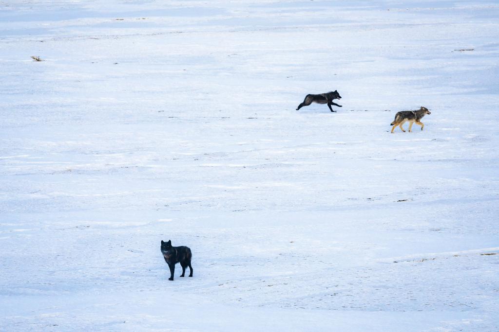 Wolves in a snowy field in British Columbia