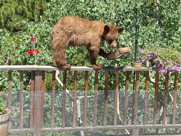 Bear gets into unsecured bird seed on deck in summer 2024. Put bird feeders away or keep them 10 feet off the ground and 10 feet away from climbable structures. Photo courtesy of CPW.