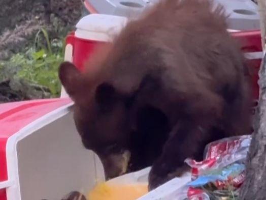 Bear gets into a campsite at Buckhorn Lakes near Montrose, Colorado. Keep your cooler secured when camping in Colorado to prevent conflicts with bear. Courtesy of CPW.
