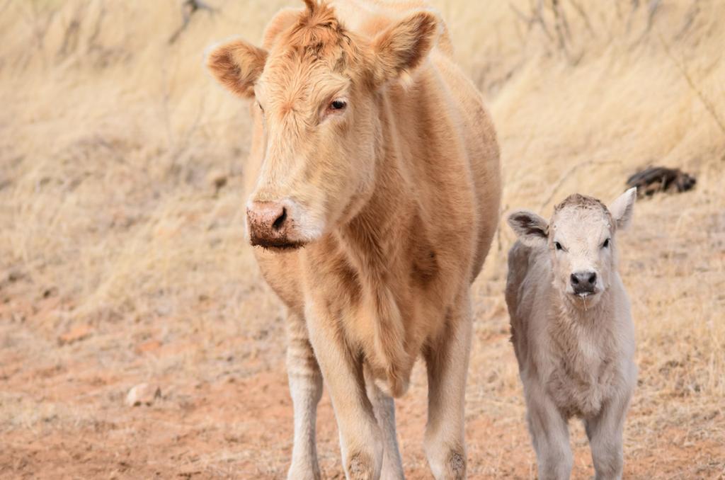 Cow and calf