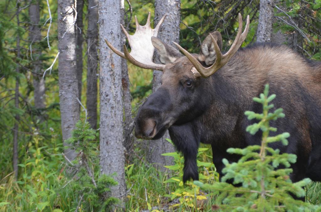 Bull moose surrounded by trees