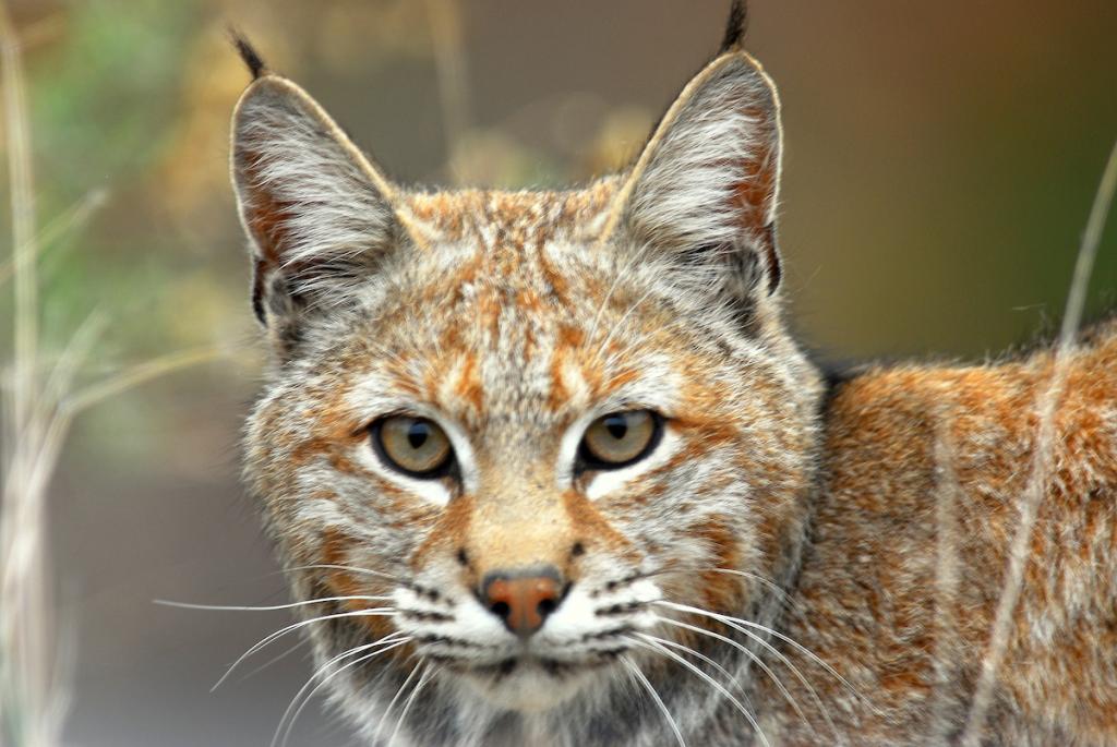 CPW asks bobcat hunters to return GPS collars on harvested bobcats ...